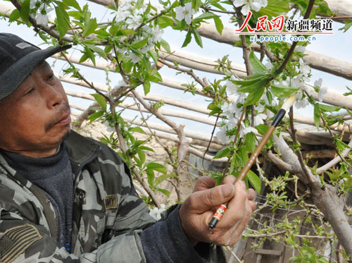 温室大棚花开艳 新疆巴州果农人工授粉忙(图)