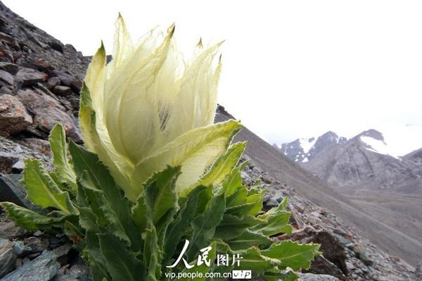 新疆哈密:雪莲花开异花衬(高清)