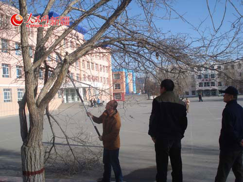 湖北黄冈援疆教师指导83团一中春季校园绿化