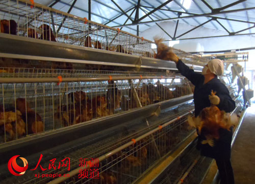 新疆伊犁地区最先进的现代化生态养鸡场在79