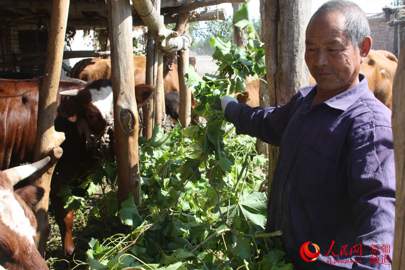 新疆八十三团万亩红提葡萄枝条成为牛羊养殖好