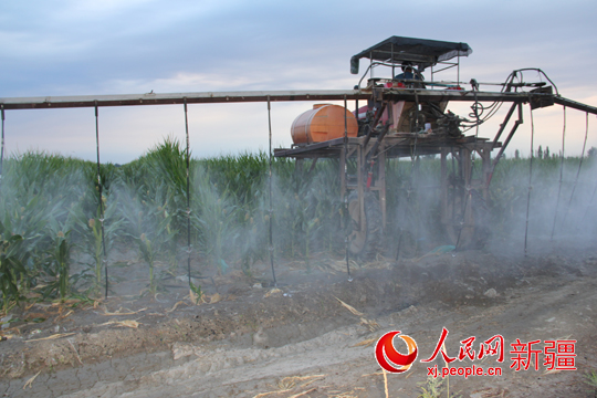 先进的玉米打药机为新疆乌苏玉米制种田保驾护
