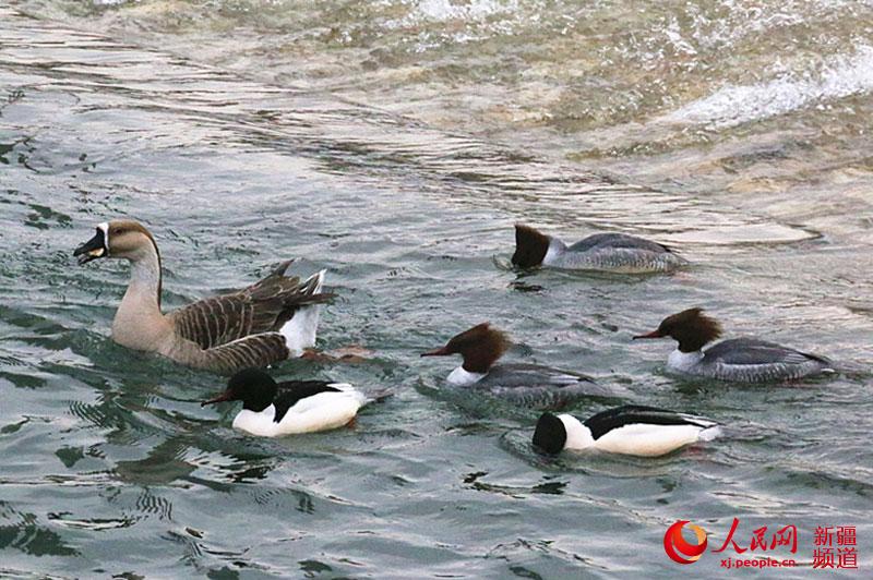 新疆博斯腾湖周围布满各种野生鸟类(图)