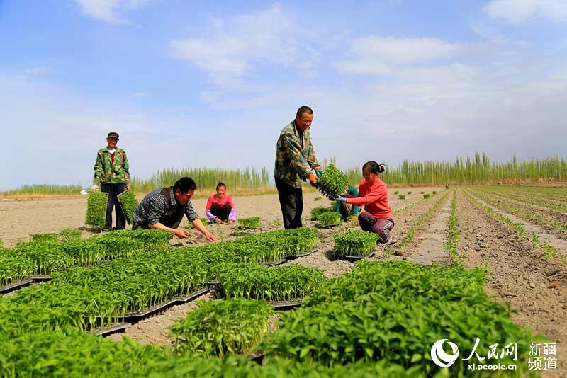 博湖县工业番茄、色素辣椒育苗移栽工作开始