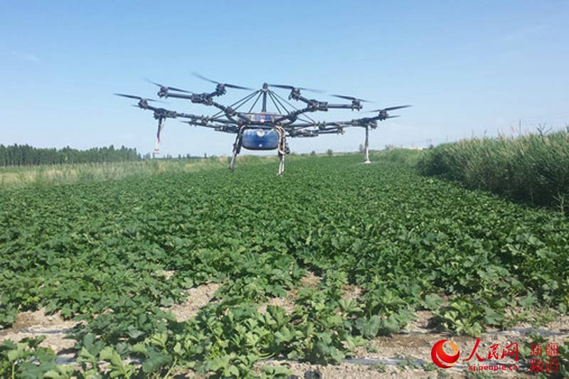新疆库尔勒试用遥控无人机田间洒农药
