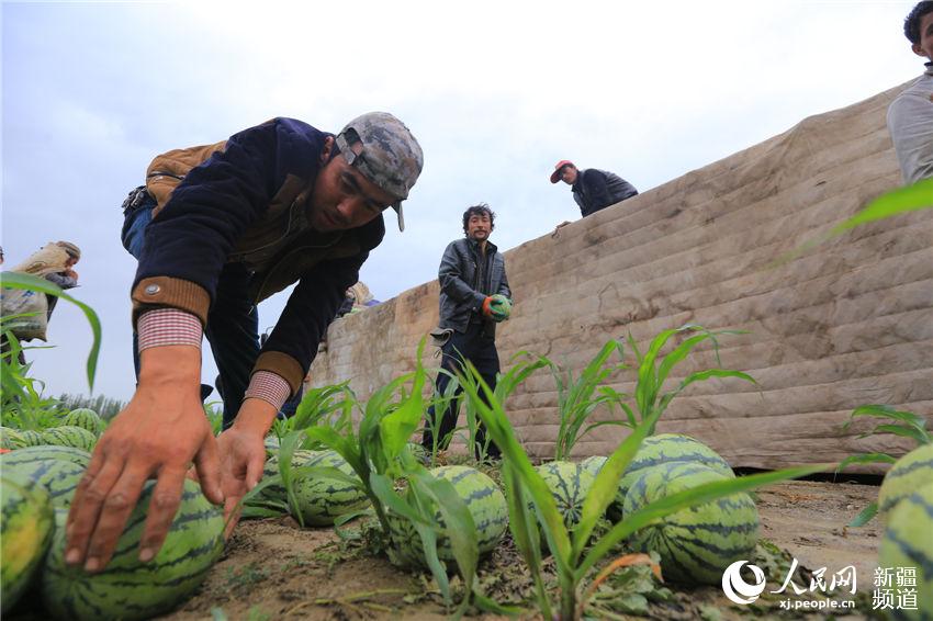 新疆博湖县小拱棚西瓜套种玉米助农增收(图)