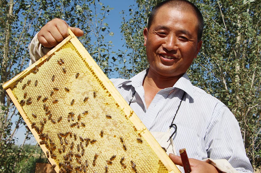 新疆额尔齐斯河畔养蜂人的甜蜜生活(组图)