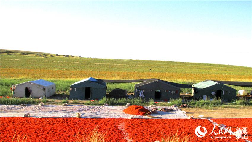 新疆裕民县大面积红花丰收 成乡村美丽风景线