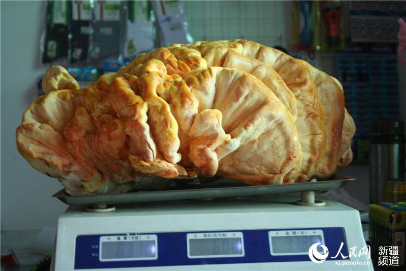 新疆兵团惊现巨型柳树菇重达6310克 状如大脑