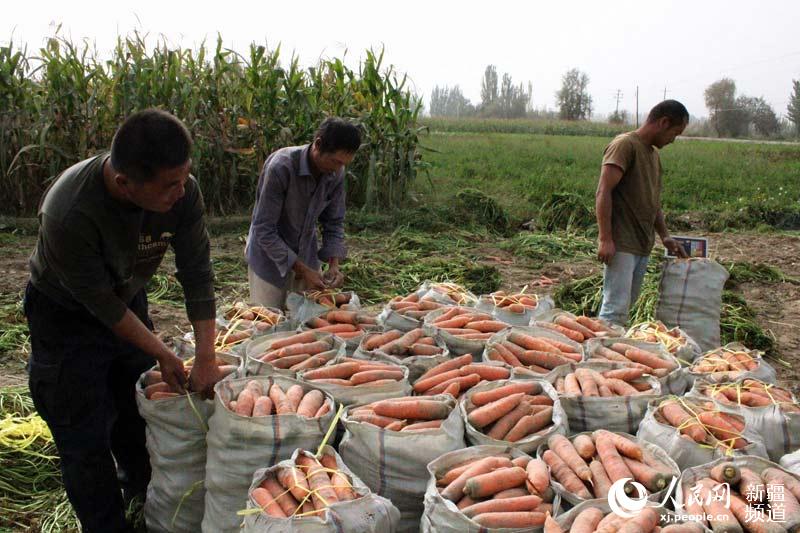 新疆叶城开启丰收季