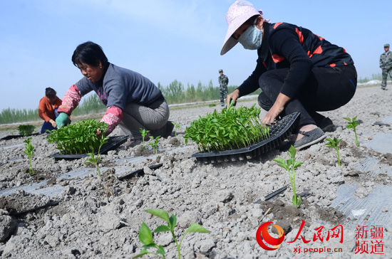 新疆博湖县举办移栽辣椒苗比赛 住村干部将文
