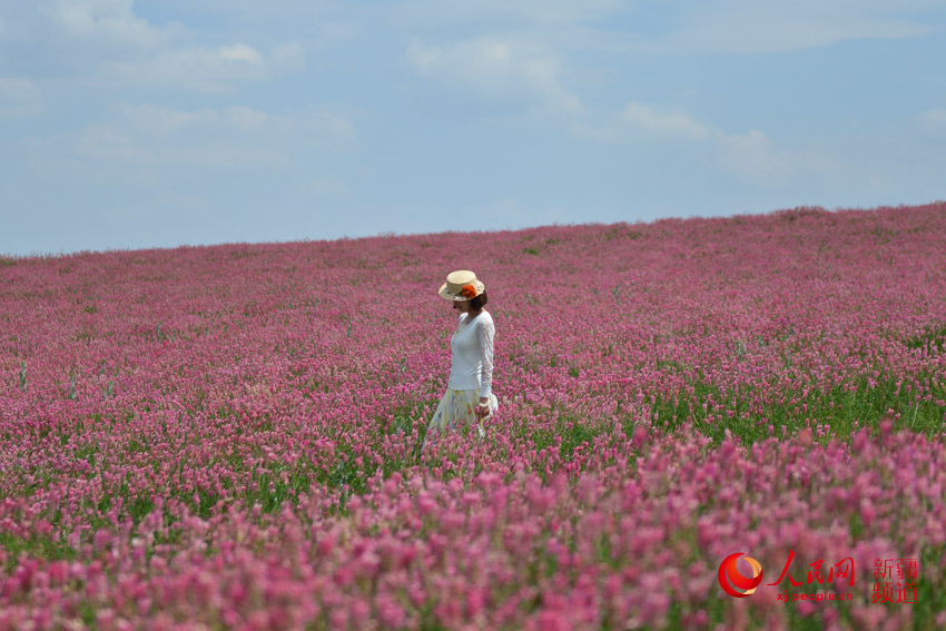 乌鲁木齐石人沟"千亩花海"景色迷人(组图)