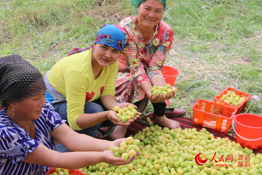 新疆库车县260公斤小白杏打飞的进京(图)