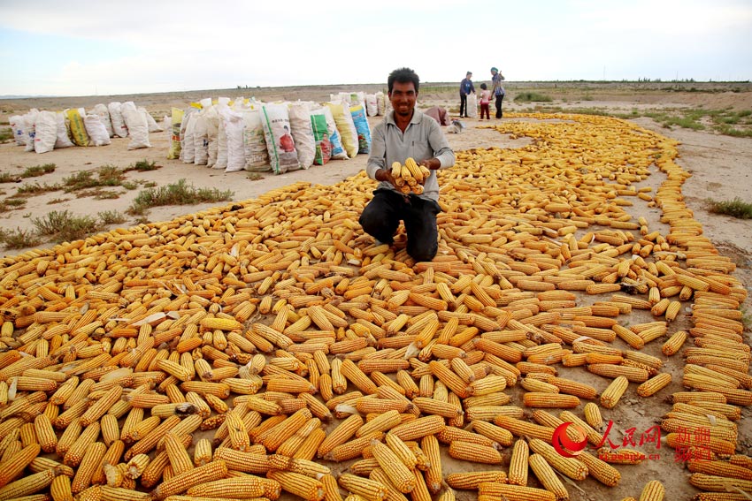 新疆温宿县早熟玉米喜获丰收(图)