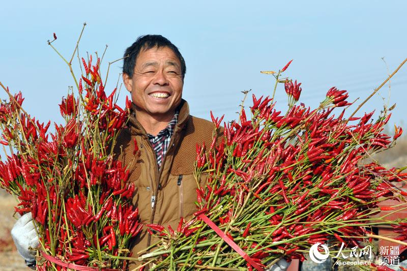 新疆兵团:八十九团火红的辣椒拓宽农民致富路