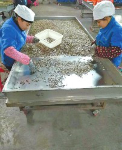 从卖原料到开厂子到创牌子 新疆瓜子步入品牌