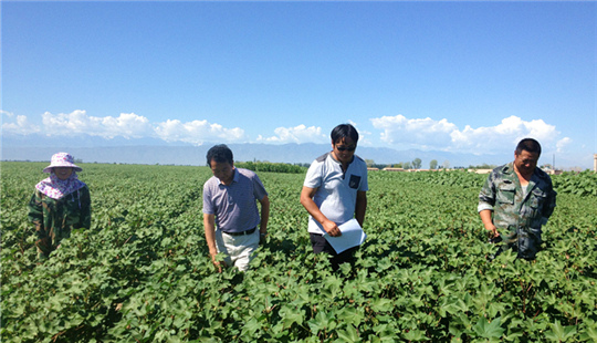 湖北援疆农业专家在田间指导棉花种植