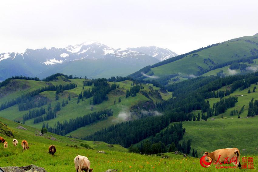 新疆那仁夏牧场:一碧千里牛羊壮 云雾缭绕山间