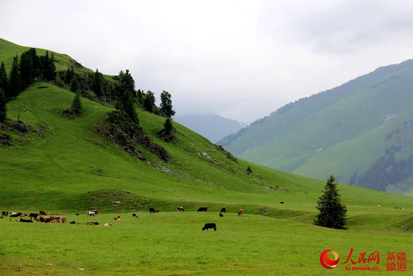 新疆那仁夏牧场:一碧千里牛羊壮 云雾缭绕山间