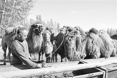 駱駝養殖拓寬農民致富路        艾爾肯·卡迪爾一家三代從事駱駝養殖業，近年來在黨的惠民政策支持下，收入不斷增加。