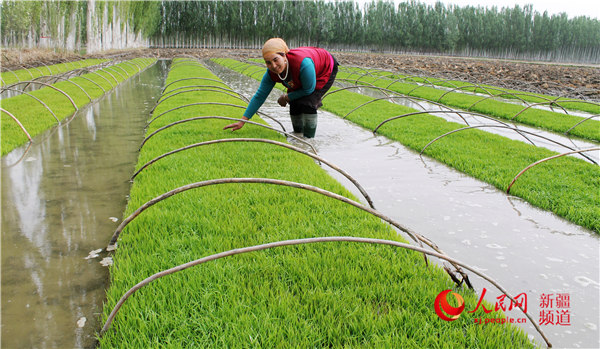溫宿縣托乎拉鄉農民在精心管理優質水稻秧苗正常生長。顏壽林 攝