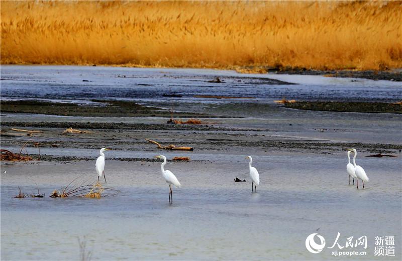 新疆托克遜縣白楊河成為候鳥天堂