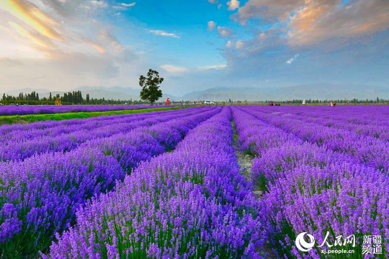 6月新疆伊犁薰衣草的盛花季(图)