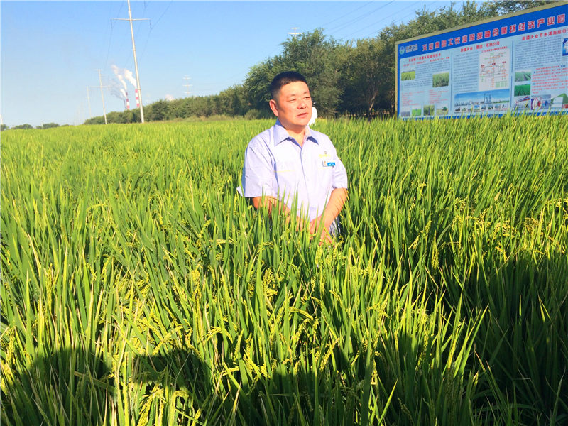 新疆天業集團膜下滴灌水稻。