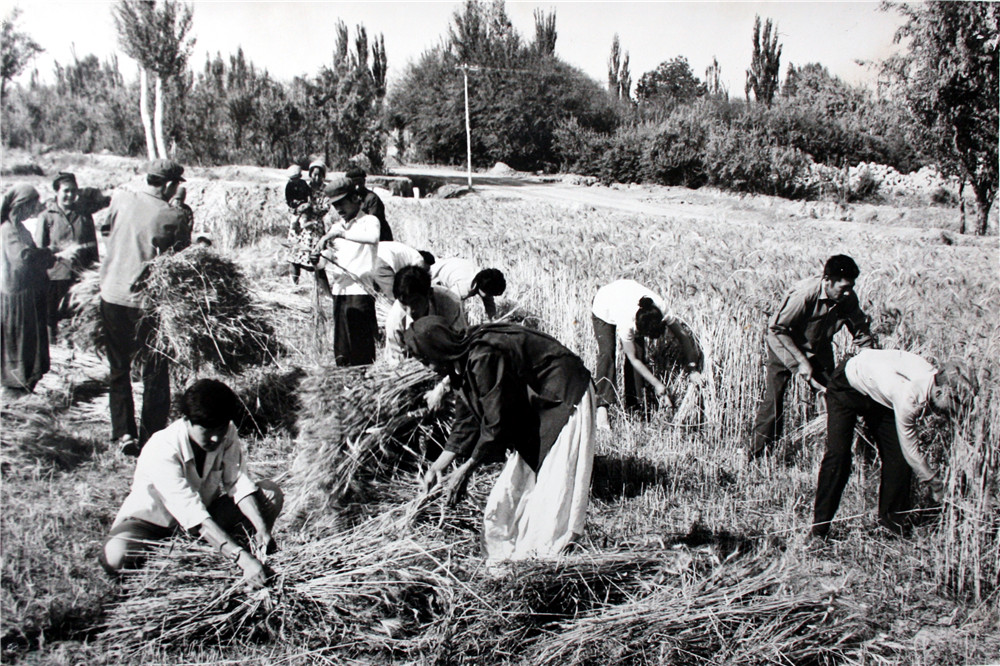 干部職工幫農民收麥子