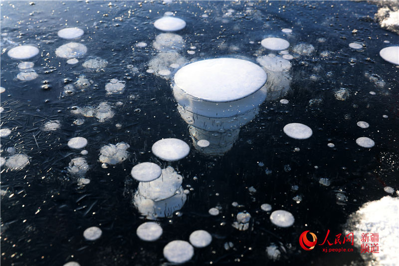 晶瑩剔透的冰面下的“冰泡”奇觀。甄世新 攝