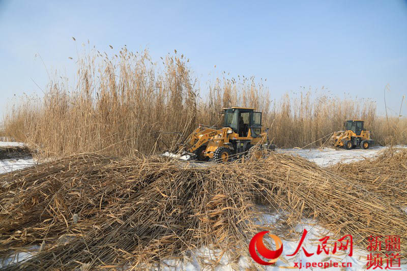 當地農牧民群眾正在機器採割蘆葦。