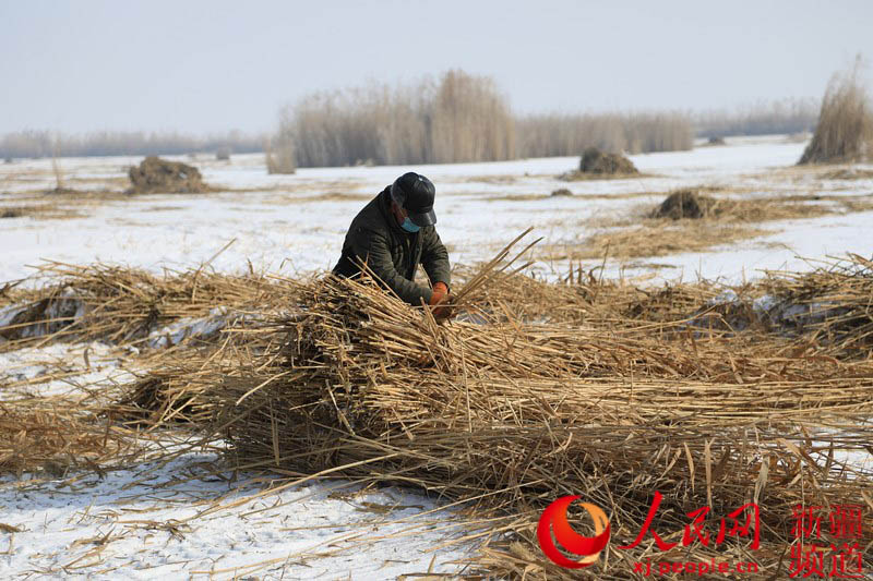 當地農牧民群眾正在將機器採割的蘆葦打包成捆。