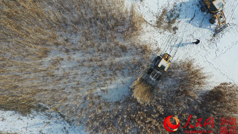 航拍新疆博湖縣博斯騰湖西南小湖區機器採割蘆葦。