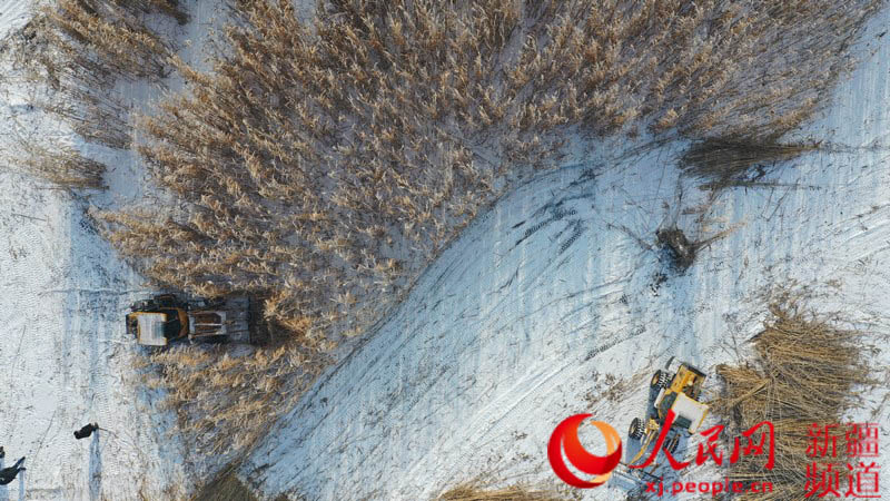 航拍新疆博湖縣博斯騰湖西南小湖區機器採割蘆葦。