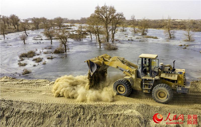 新疆：孔雀河生態輸水為荒漠植被“解渴”（組圖）【3】