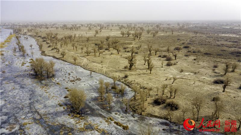 新疆：孔雀河生態輸水為荒漠植被“解渴”（組圖）【2】