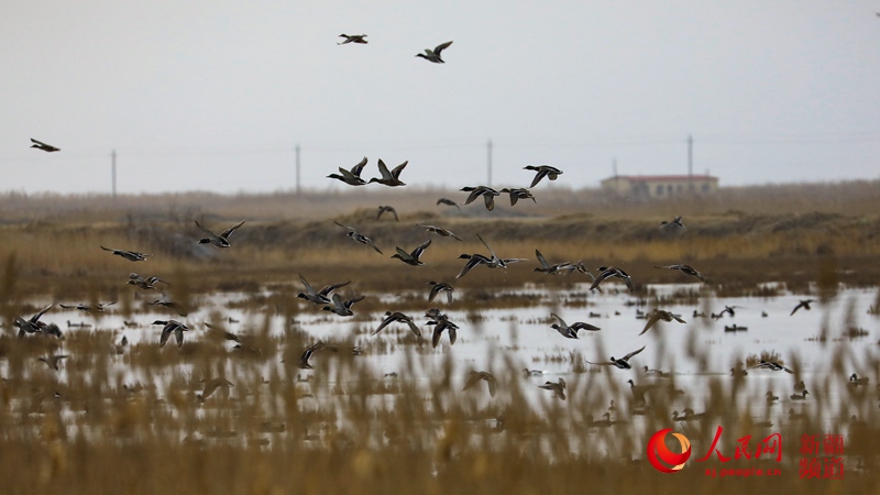 新疆博斯騰湖：百鳥起舞落霞灣（組圖）