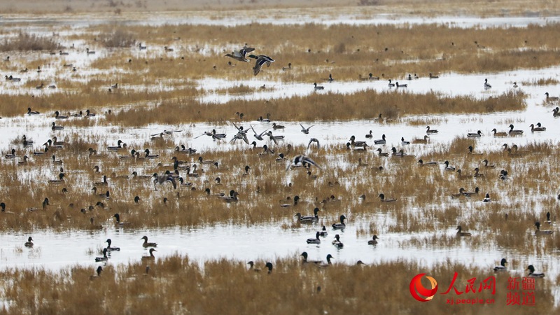 新疆博斯騰湖落霞灣，水鳥在水中悠閑自在地游弋，為寂靜的水面增添了一道移動的風景線。年磊 攝