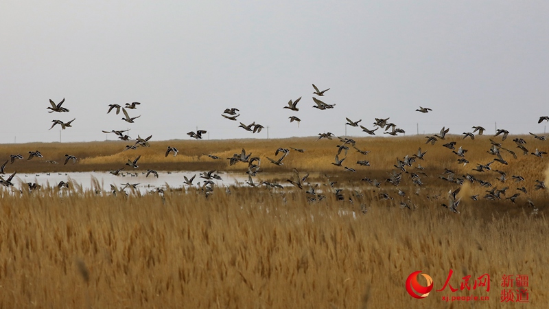 新疆博斯騰湖落霞灣，水鳥在水中悠閑自在地游弋，為寂靜的水面增添了一道移動的風景線。年磊 攝