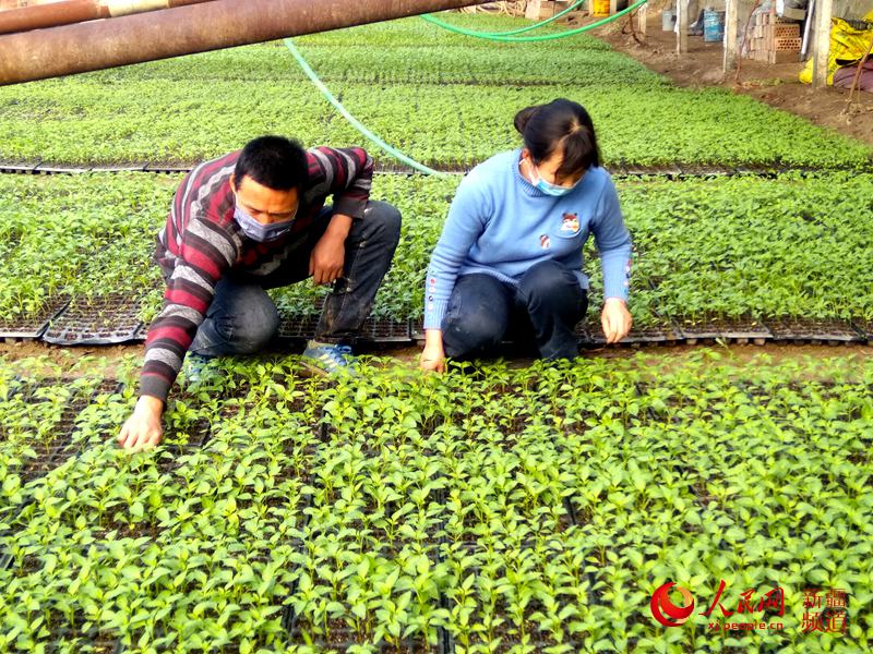 和靜縣哈爾烏蘇村村民王毅（左）為辣椒苗除草。歐陽宏志 攝
