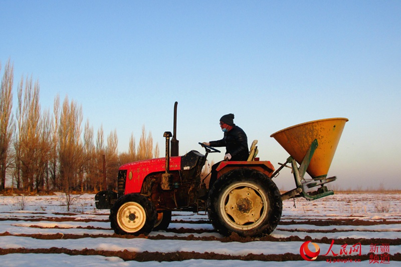 裕民縣新地鄉新地西村村民在田間進行冬小麥追肥作業。楊化光 攝