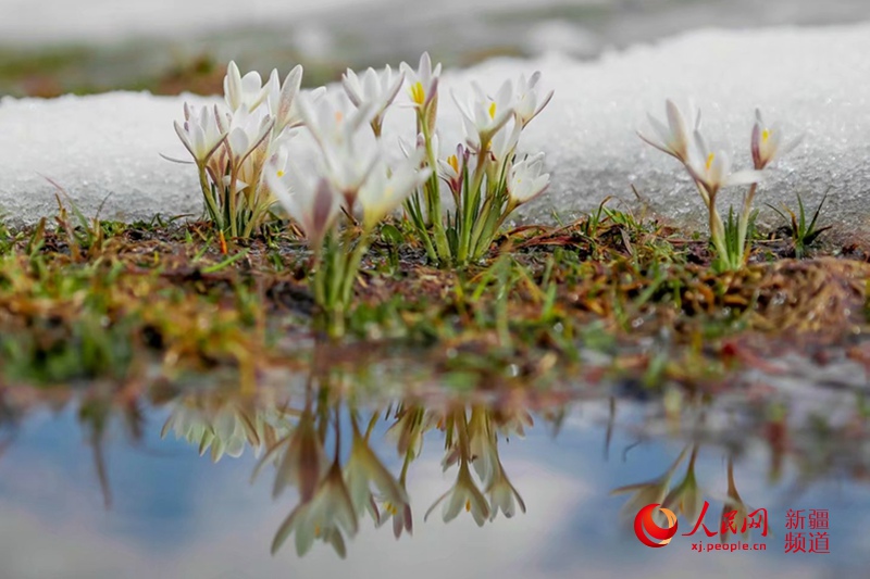 新疆“空中草原”那拉提的野百合，在冰雪消融中悄然綻放。楊曉千 攝