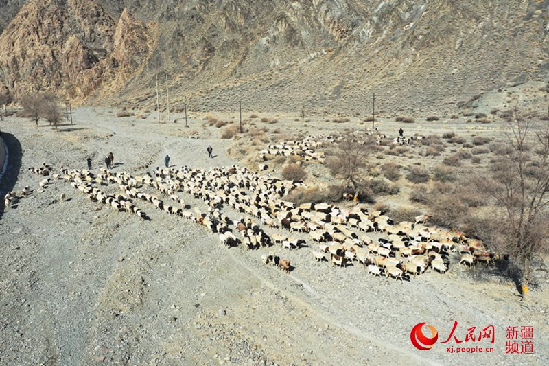 3月19日，和碩縣乃仁克爾鄉干部、牧民趕著羊群在牧道中前行。蘇強 攝