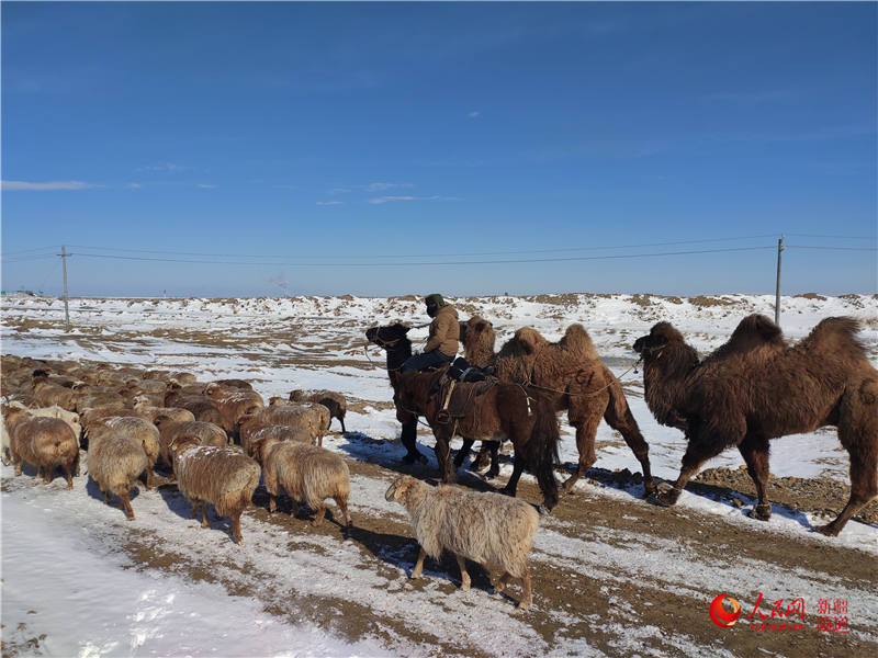 新疆：牧民轉場正當時（組圖）【5】