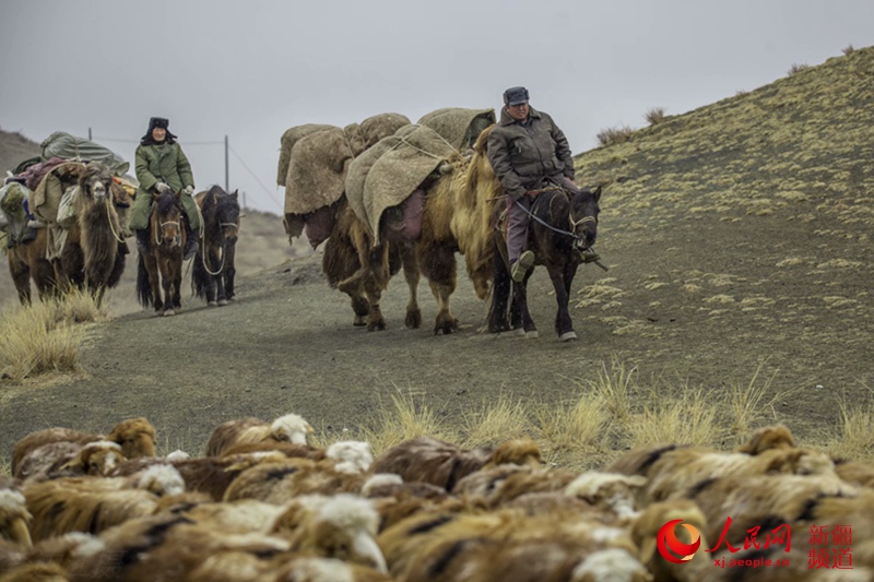 新疆托裡縣哈薩克族牧民風雨兼程轉場忙。李邊江 攝