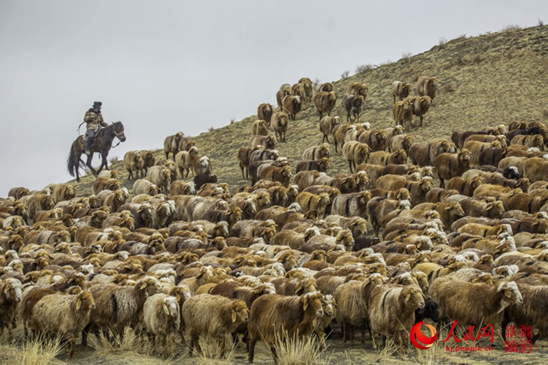 新疆托裡縣哈薩克族牧民風雨兼程轉場忙。李邊江 攝