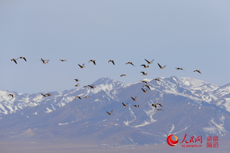 新疆托裡縣迎來了大批遷徙候鳥。