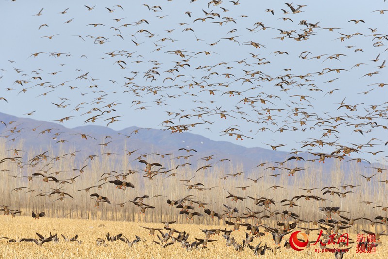 新疆托裡縣迎來了大批遷徙候鳥。