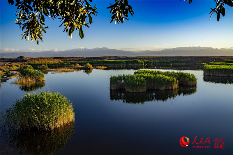 新疆英吉沙县：穆孜鲁克湿地公园美景令人流连忘返（人民网带你看新疆）