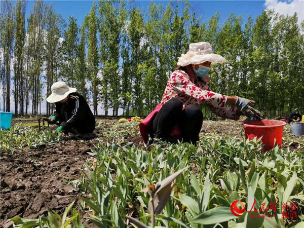 村民们正在采摘贝母.刘利君 摄